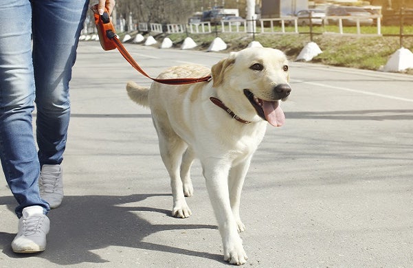 Dog walking license and regulation information