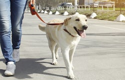 Dog walking license and regulation information